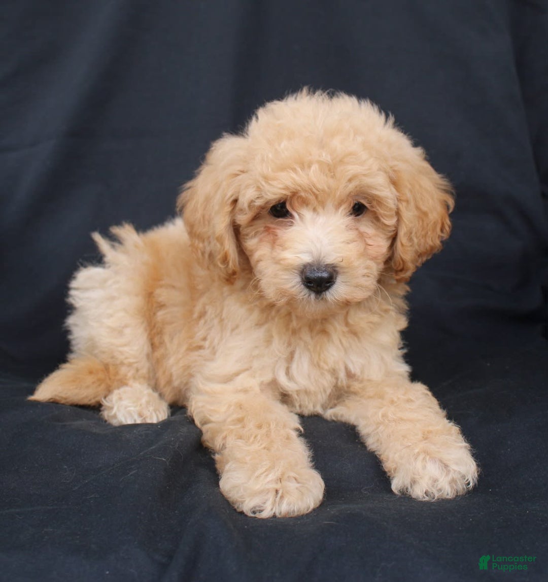 Bichpoo dogs for sale: Buster - Image 5