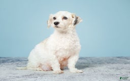 Havanese dogs for sale: OWEN - Image 7