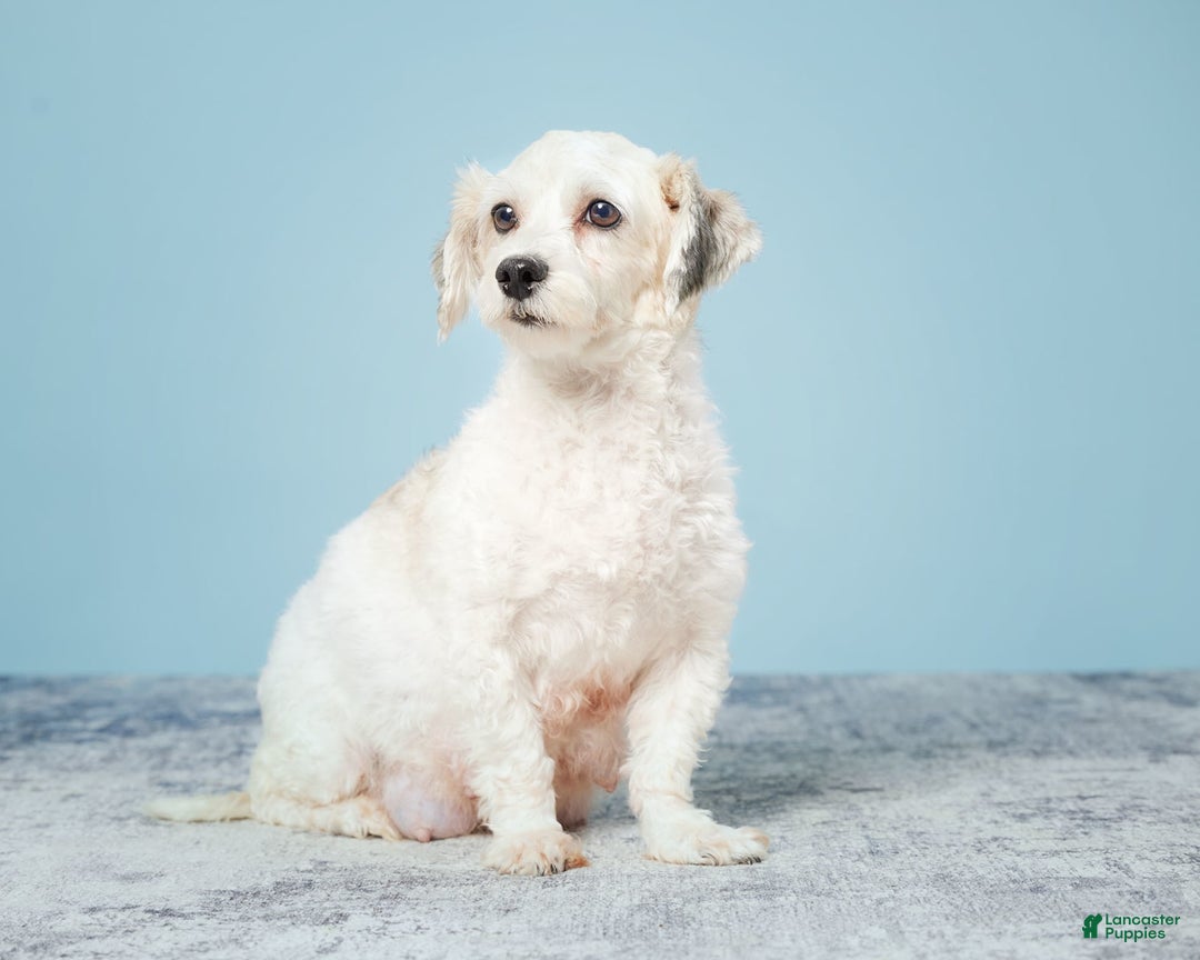 Havanese dogs for sale: OWEN - Image 7
