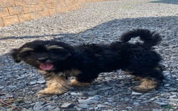 Lhasapoo dogs for sale: Jinny - Image 5