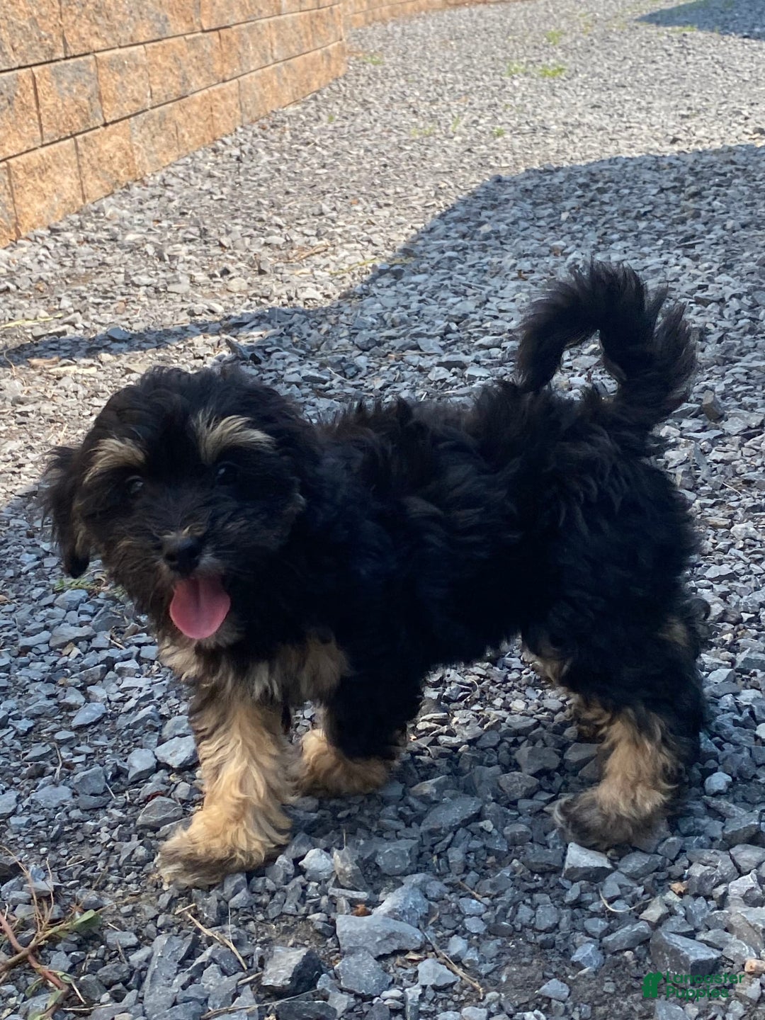 Lhasapoo dogs for sale: Jinny - Image 5