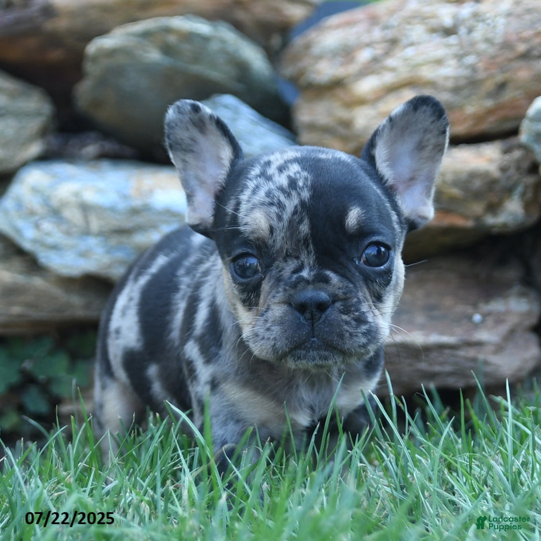 French Bulldog dogs for sale: Lily - Image 5