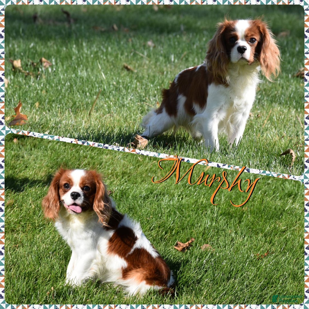 Cavalier King Charles Spaniel dogs for sale: Boomer - Image 10
