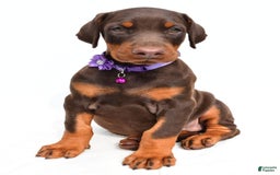 Doberman Pinscher dogs for sale: Marsha - Image 4