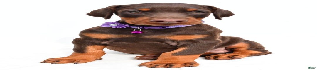 Marsha