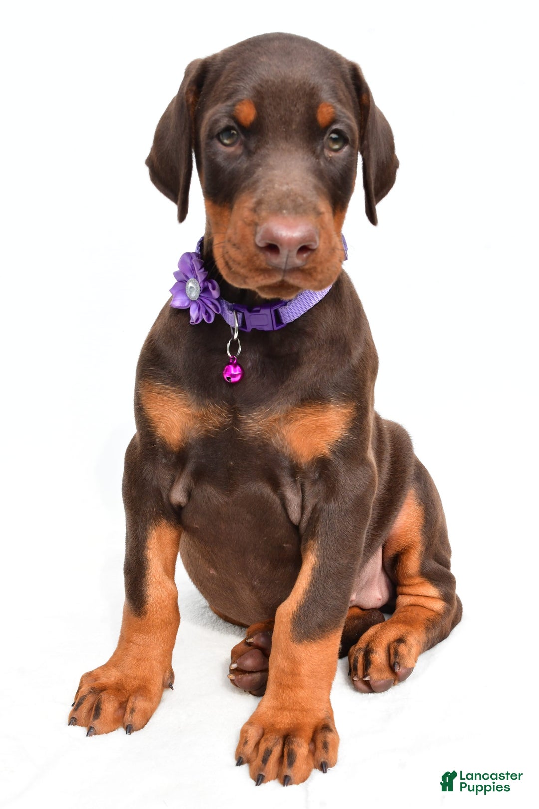 Doberman Pinscher dogs for sale: Marsha - Image 4