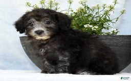 Havapoo dogs for sale: Moose - Image 4