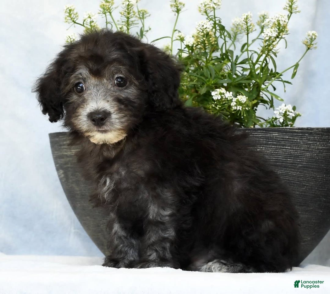 Havapoo dogs for sale: Moose - Image 4