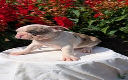 Frenchton dogs for sale: Noelle - Image 7