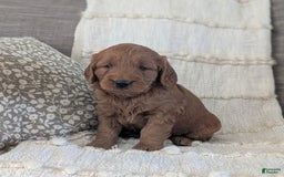 Mini Goldendoodle dogs for sale: Hank - Image 3