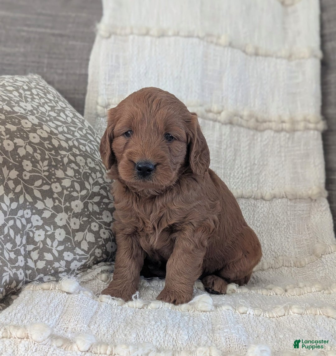 Mini Goldendoodle dogs for sale: Hank - Image 3
