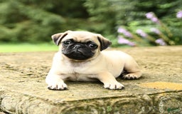 Pug dogs for sale: Sophie - Image 2