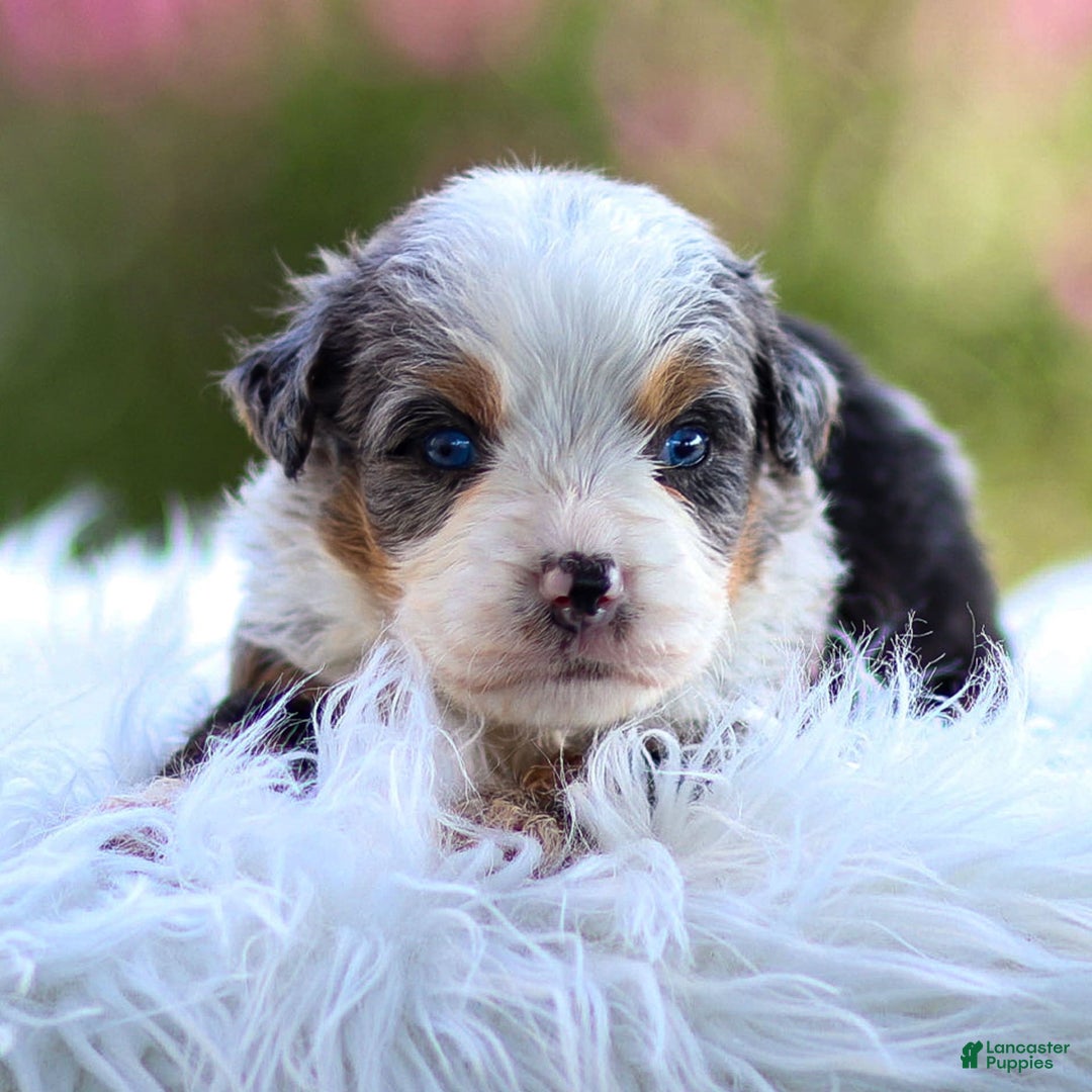 Mini Bernedoodle dogs for sale: Mace - Image 5