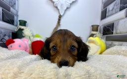 Miniature Dachshund dogs for sale: Ray - Image 8