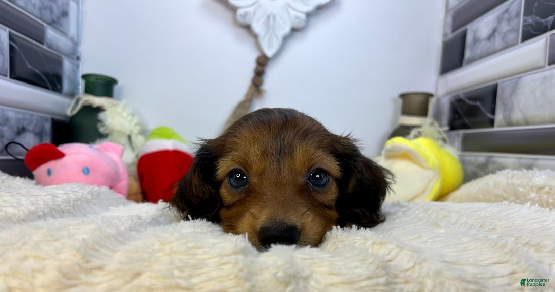 Miniature Dachshund dogs for sale: Ray - Image 8