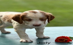 Brittany Spaniel dogs for sale: Jody - Image 4