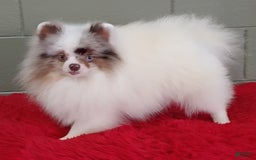 Pomeranian dogs for sale: Marley - Image 4