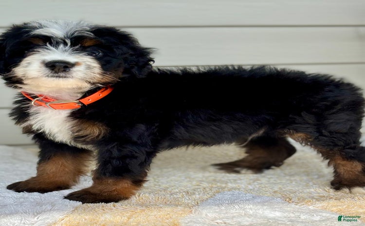 Mini Bernedoodle dogs for sale - Ad 1