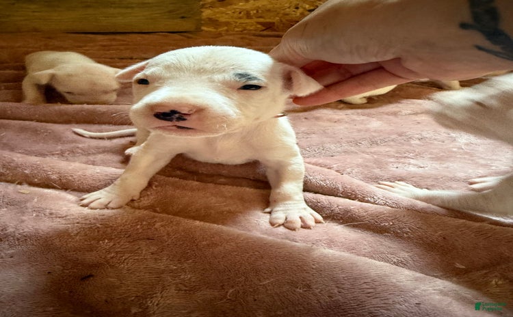 Dogo Argentino dogs for sale - Ad 4
