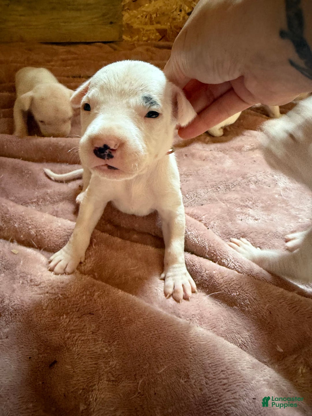 Dogo Argentino dogs for sale: M4 - Image 1
