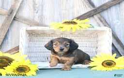 Dachshund dogs for sale: Chloe - Image 3