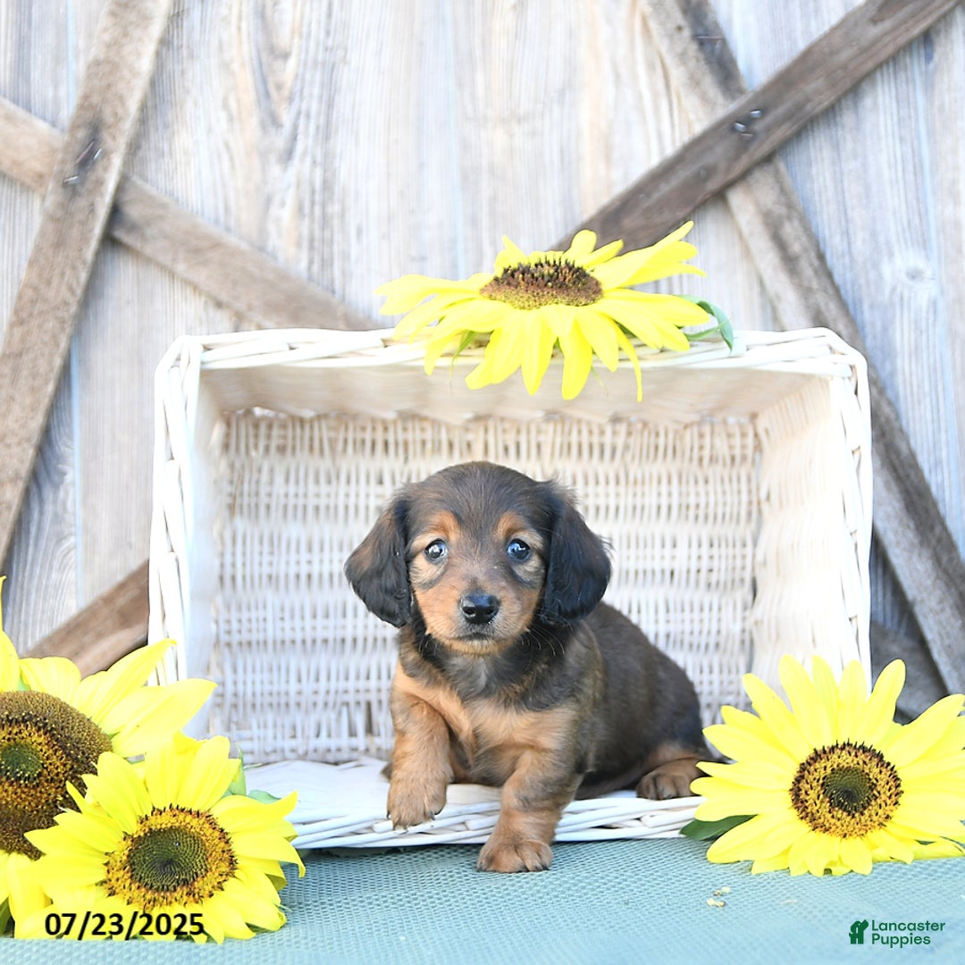 Dachshund dogs for sale: Chloe - Image 3