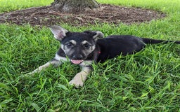 German Shepherd dogs for sale: German Shepherd 8 puppies - Image 21