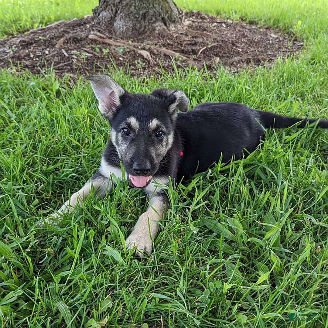 German Shepherd dogs for sale: German Shepherd 8 puppies - Image 21