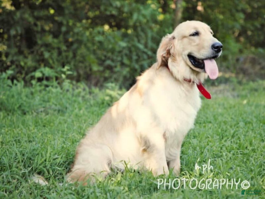 Golden Retriever dogs for sale: Marita - Image 6