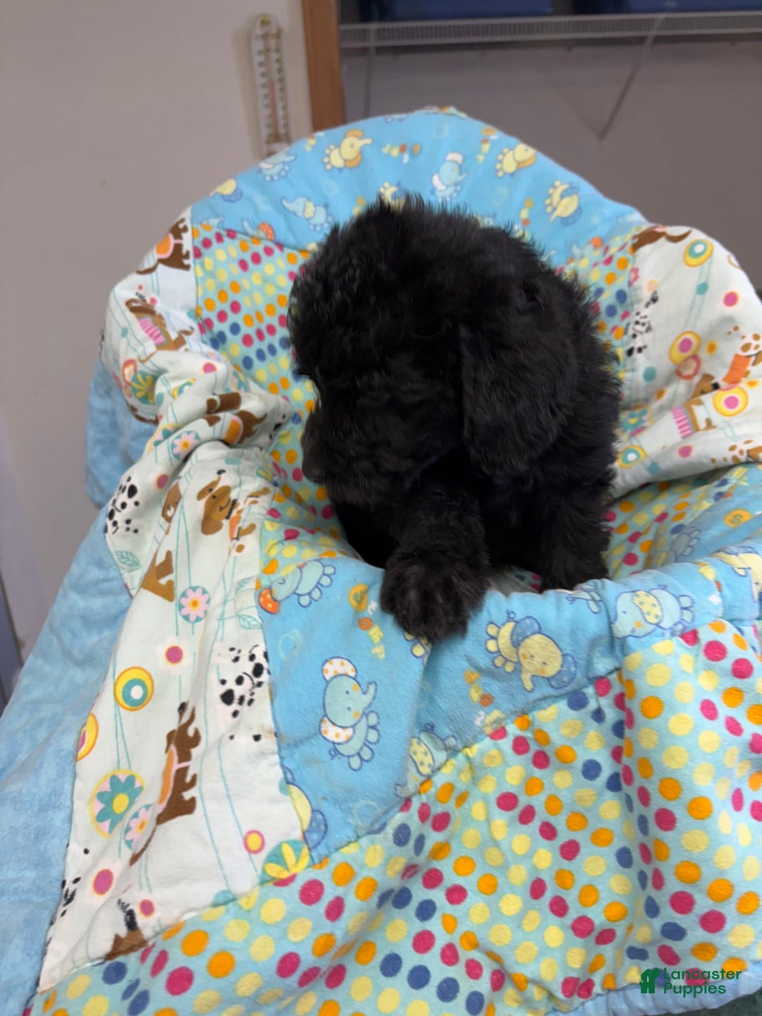  dogs for sale: Hank - Image 1