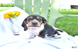 Basset Hound dogs for sale: Shannon - Image 3