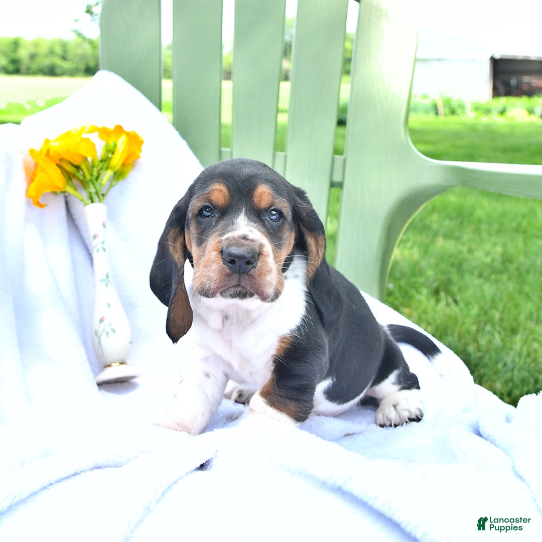 Basset Hound dogs for sale: Shannon - Image 3