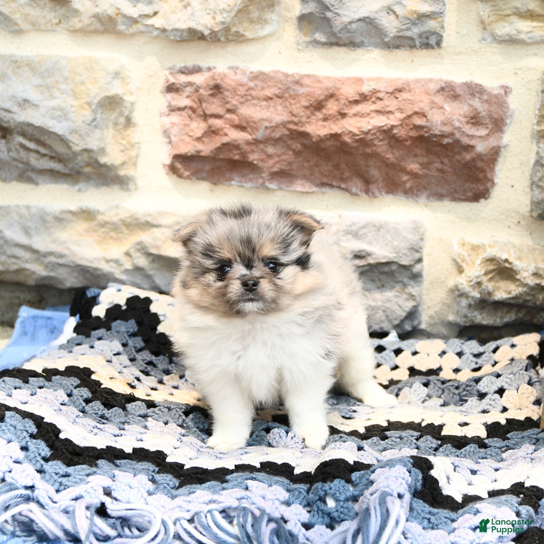 Pomeranian dogs for sale: Cooper - Image 3