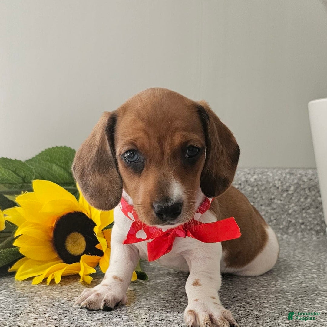 Dachshund dogs for sale: Millie Mae - Image 1