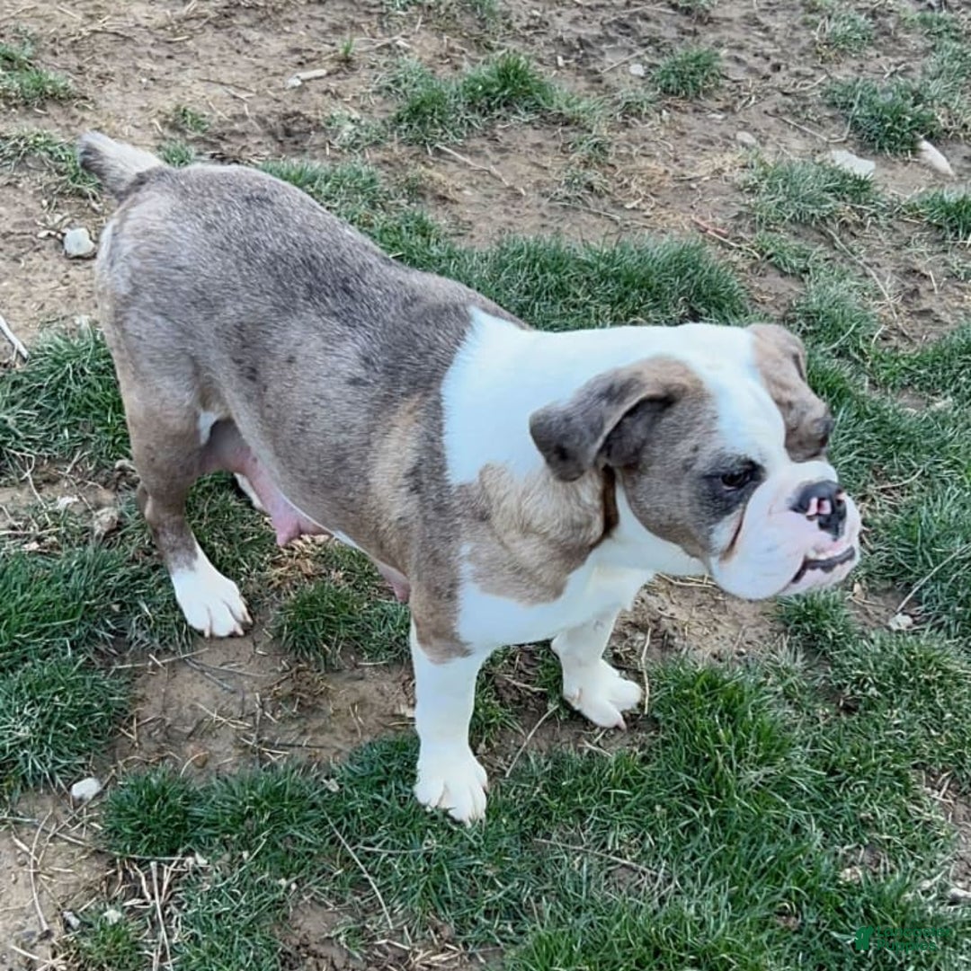 English Bulldog dogs for sale: Sierra - Image 5