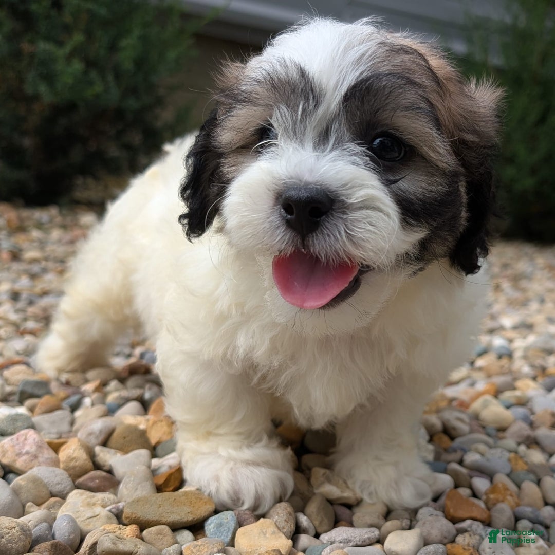 Teddy Bear dogs for sale: Marshmallow - Image 3