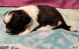 Chihuahua dogs for sale: Mani - Image 3