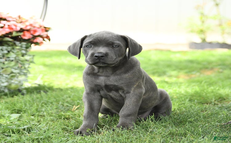 Cane Corso dogs for sale - Ad 2