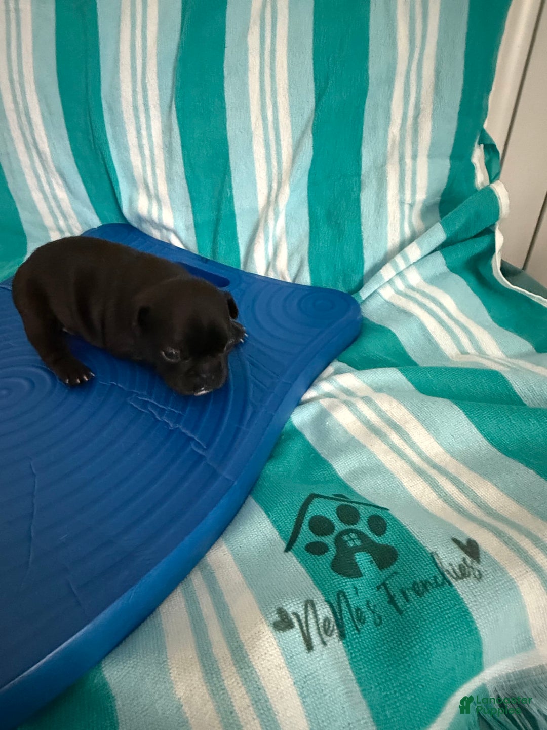 French Bulldog dogs for sale: Akc Black - Image 11