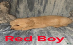 Golden Retriever dogs for sale: Red Boy - Image 1