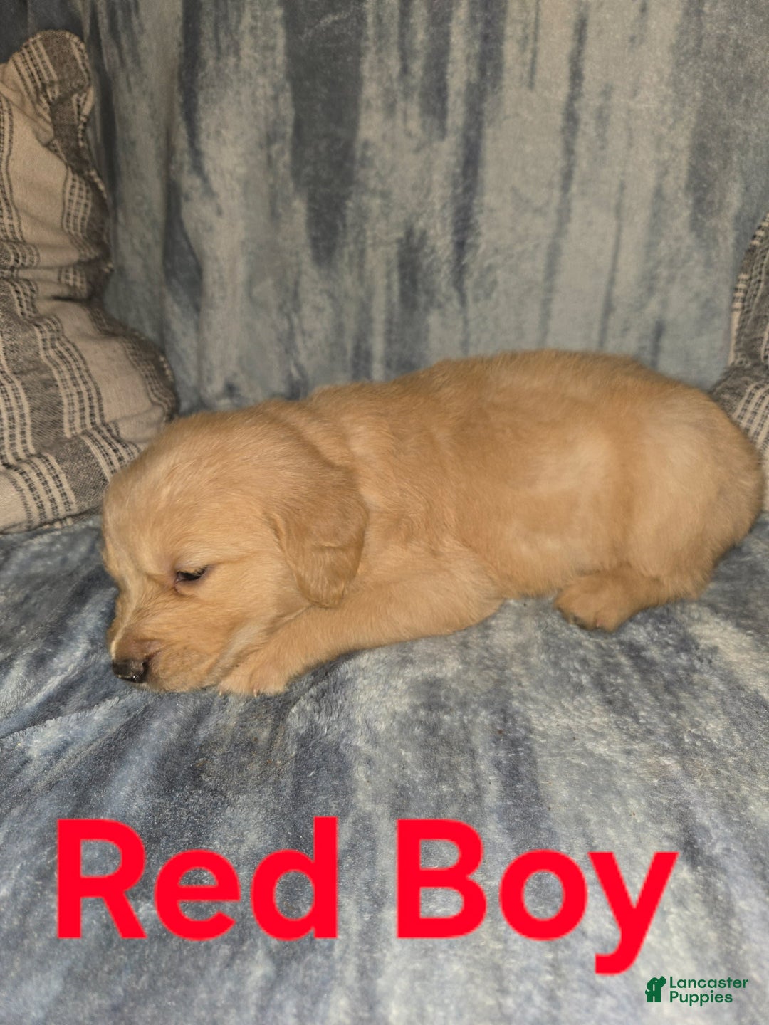 Golden Retriever dogs for sale: Red Boy - Image 1