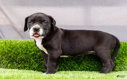 Great Dane dogs for sale: Kathy - Image 10