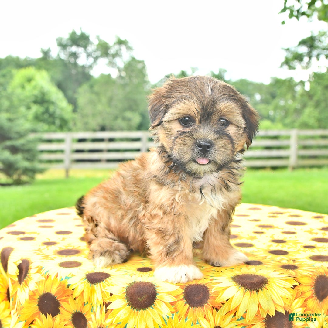 Shorkie dogs for sale: Ela - Image 2