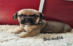 Puggle dogs for sale: Bandit - Image 7