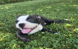 Olde English Bulldogge dogs for sale: Jp - Image 4