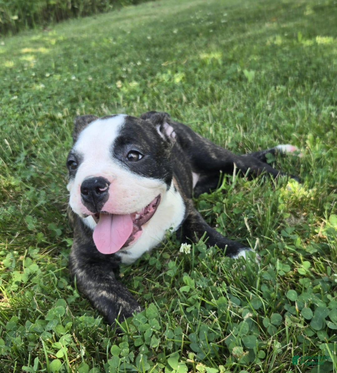 Olde English Bulldogge dogs for sale: Jp - Image 4