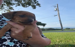 Miniature Pinscher dogs for sale: Cookie - Image 3