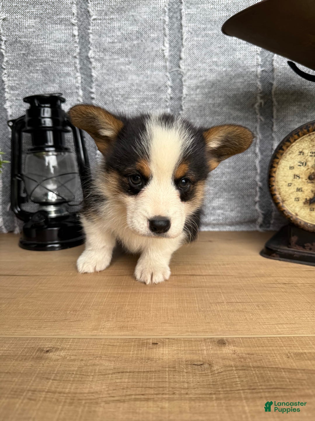 Welsh Corgi Pembroke dogs for sale: Chuck - Image 9