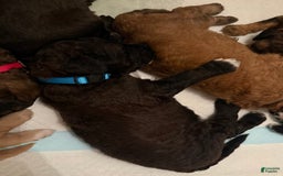 Bernedoodle dogs for sale: Royal Blue Boy - Image 5