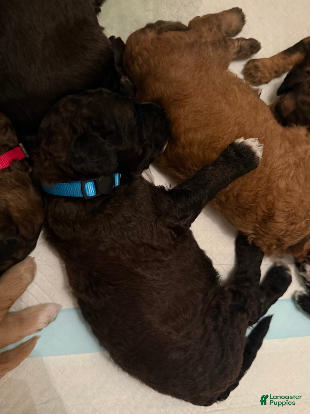 Bernedoodle dogs for sale: Royal Blue Boy - Image 5